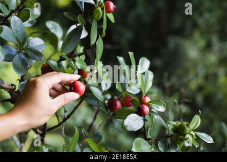 Strawberry guava (psidium cattleianum) are delicious and grow wild in Hawaii's forrests Stock Photo