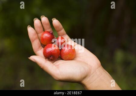 Strawberry guavas (psidium cattleianum) in the hand- delicious and growing wild in Hawaii's forrests Stock Photo