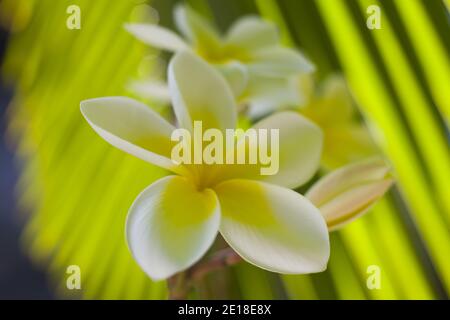 Plumeria flowers, a fragrant blossom deeply tied to Hawaii and its culture, also called ''frangipani Stock Photo