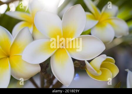 Plumeria flowers, a fragrant blossom deeply tied to Hawaii and its culture, also called ''frangipani Stock Photo