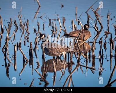 Cackling Geese in Staten Island Preserve, California Stock Photo