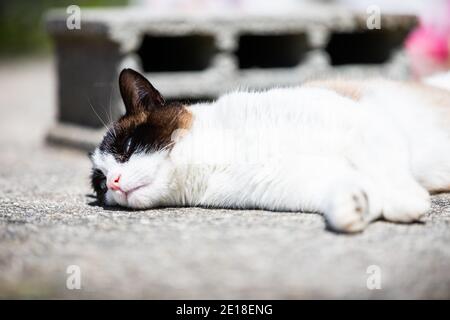 siamese ragdoll crossbreed cat resting in the sun on a terrace in summer Stock Photo