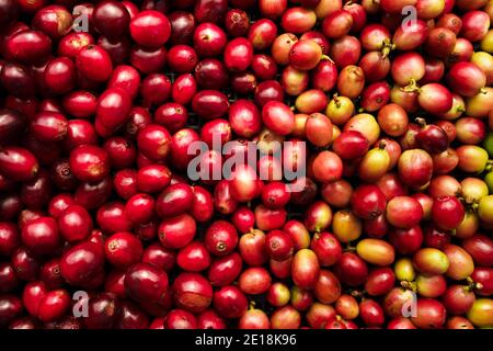 Cherry coffee beans,red coffee ripeness dry process coffee Stock Photo