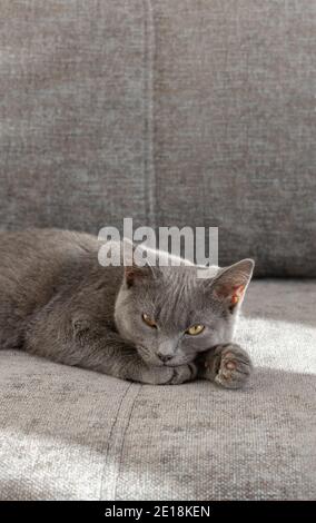 Young scottish straight cat laying on the gray couch. Animals stay at home concept. Close up. Copy space. Vertical crop. Stock Photo