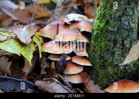 Chestnut mushroom or kuritake (Hypholoma sublateritium) in Japan Stock Photo