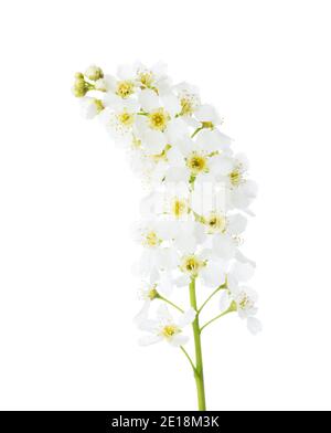 Flowers of Bird Cherry (Prunus Padus) isolated on white background. Stock Photo