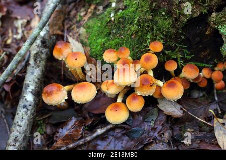 Chestnut mushroom or kuritake (Hypholoma sublateritium) in Japan Stock Photo