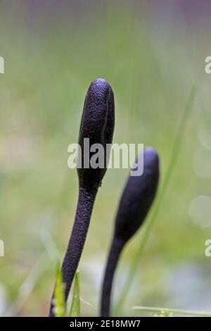 Hairy Earthtongue (Trichoglossum hirsutum) Stock Photo