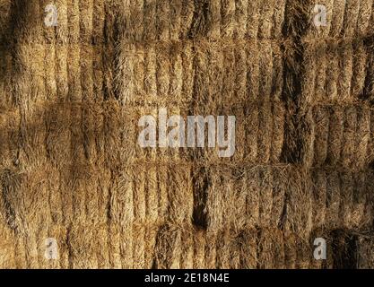 Stacked bales of hay lit by evening sunlight Stock Photo