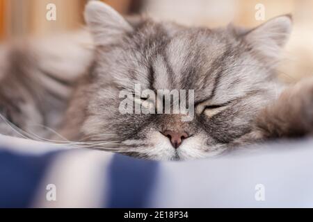 A fluffy Scottish cat with orange eyes lies on the bed and sleeps sweetly. Portrait of a pet. Muzzle of a fluffy kitten. Lunch nap time. Beautiful dom Stock Photo