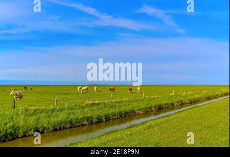 Cows on a salt marsh at the North Sea, Germany. The cows have plenty of space here and the milk should be particularly tasty. Stock Photo