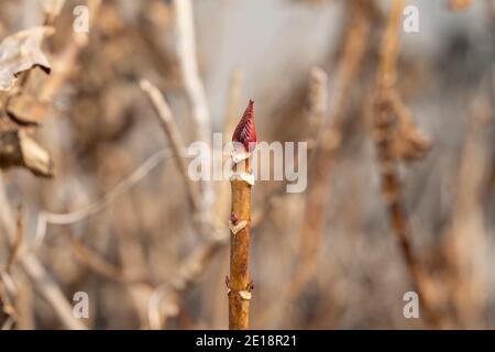 Winter bud of Hydrangea macrophylla, Isehara City, Kanagawa Prefecture, Japan Stock Photo