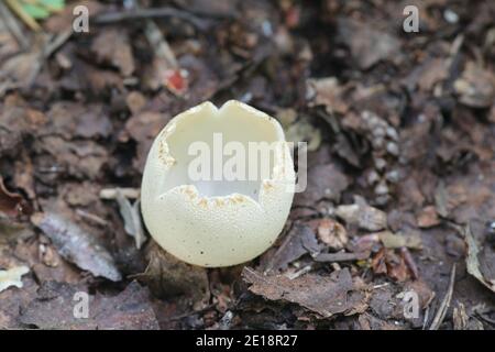 Tarzetta catinus, also called Galactinia pustulata or Peziza pustulata, commonly known as Greater Toothed Cup fungus, wild mushroom from Finlnad Stock Photo