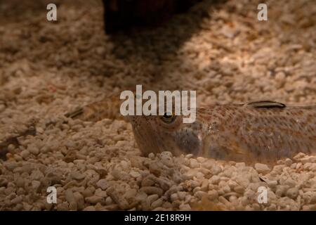 Lesser weever fish, Echiichthys vipera, UK, stings many bathers on European beaches every summer. Stock Photo