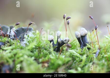Holwaya mucida, known as the Tilia fungus Stock Photo