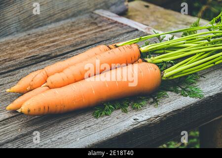 Fresh carrots with green leaves on the wooden kitchen table. Growing vegetables on a vegan farm Stock Photo