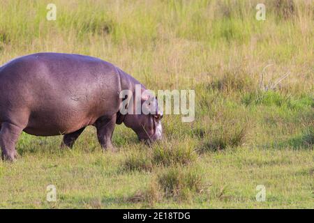 Hippopotamus or hippo (Hippopotamus amphibius) out of the water on land eating grass at Pilanesberg national park, South Africa Stock Photo