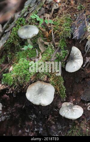 Pluteus salicinus, known as the Willow Shield, wild mushroom from Finland Stock Photo
