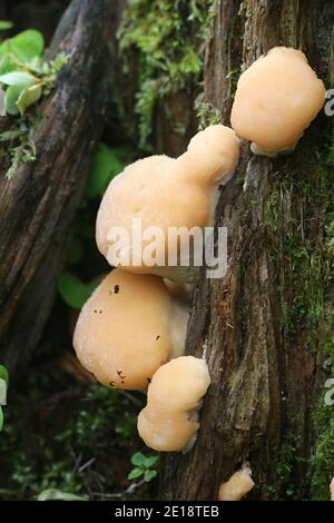 Climacocystis borealis, a bracket fungus from Finland with no common english name Stock Photo
