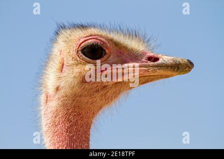 Closeup portrait of a common ostrich (Struthio camelus) with a blue sky background Stock Photo