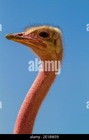 Closeup portrait of a common ostrich (Struthio camelus) with a blue sky background Stock Photo