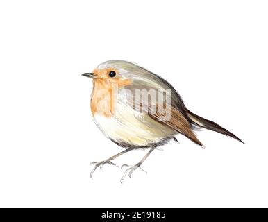 European robin, cute small bird on white background, freehand realistic color drawing of single songbird Stock Photo