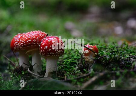 fresh red fly agaric in moss and forest Stock Photo