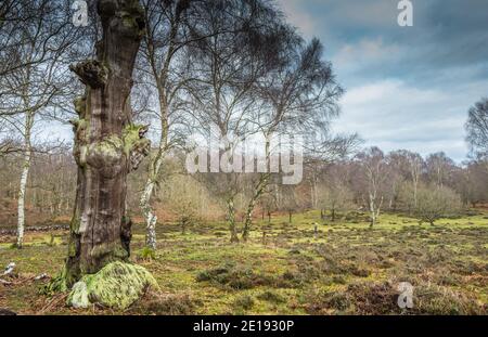 An old dead and decaying English oak tree in Sherwood forest during winter. Stock Photo