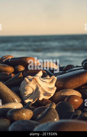 a white shell on the background of the sea Stock Photo