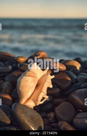 a white shell on the background of the sea Stock Photo