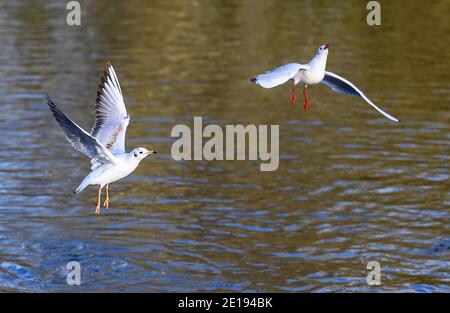 Black-headed gulls in winter plumage in Kelsey Park, Beckenham, Greater London. Juvenile bird on left. Black-headed gulls (Chroicocephalus ridibundus) Stock Photo