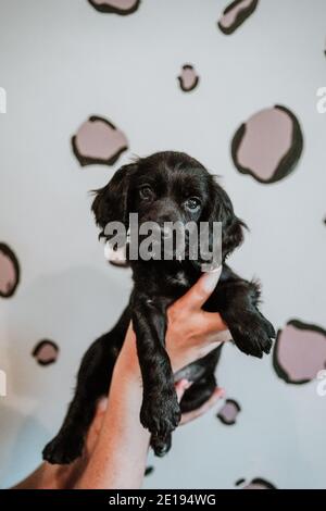 Black working cocker spaniel puppy at home Stock Photo