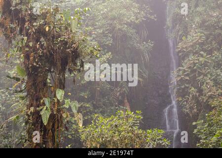 Waterfall and epiphyte laden trees in humid misty cloud forest on the western slopes of the Andes near Mindo, Ecuador. Stock Photo