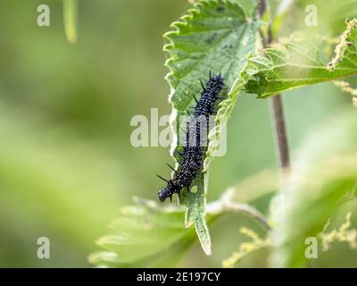 A peacock caterpillar (Inachis io) on a nettle leaf in the Beddington Farmlands nature reserve in Sutton, London. Stock Photo