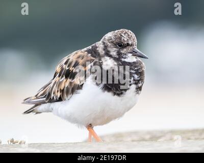A ruddy turnstone (Arenaria interpres) at St Ives Head in Cornwall, England. Stock Photo