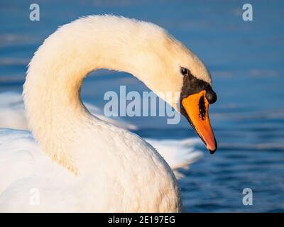A mute swan (Cygnus olor) seen on the River Brda in Bydgoszcz, Poland. Stock Photo