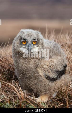 European eagle owl (Bubo bubo) chick, Controlled, Cumbria, UK Stock Photo