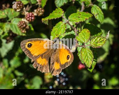 A gatekeeper butterfly (Pyronia tithonus), also known as the hedge brown, is seen on brambles near Lydd, England, on 4 Aug 2017. Stock Photo