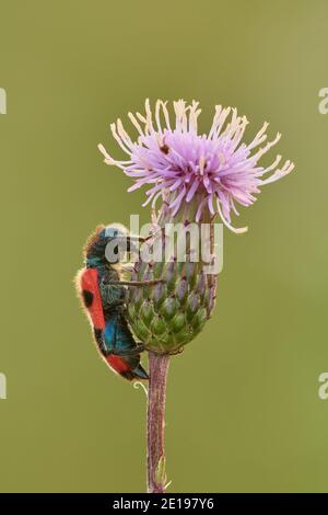 Bee Eating Beetle sitting motionless on a thistle flower at dusk, closeup. Side view. Blurred green background. Genus species Trichodes apiarius. Stock Photo
