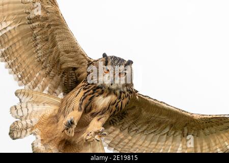 European eagle owl (Bubo bubo) landing, Controlled, Cumbria, UK Stock Photo