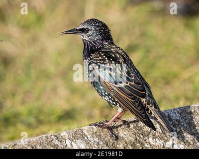 A common starling (Sturnus vulgaris) in winter plumage at St Ives Head in Cornwall, England.