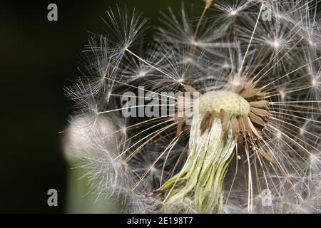 close up of a blowball with some lost seeds Stock Photo