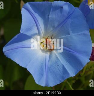 An Italian bee gathering pollen on Blue Morning Glory Stock Photo