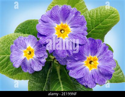 Detail of violet primroses flowers with leaves on blue background, bird´s eye view Stock Photo