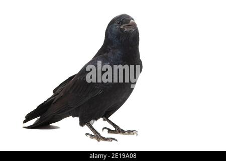 Common Raven Corvus corax, isolated on white background. Stock Photo