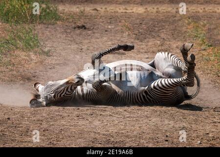 Zebra rolling on dusty ground.