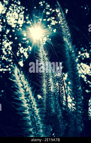 Flowering grass and sun beams shining through the trees. Retro style aged photo. Cross process. Stock Photo