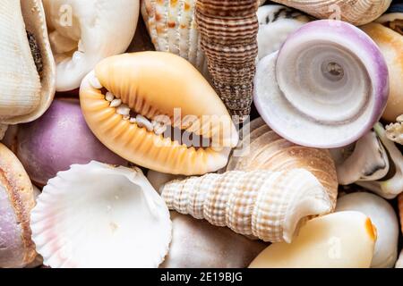 background of mix seashells, close up, top view Stock Photo