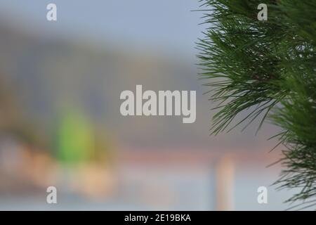 close up of pine twigs in front of the adriatic sea Stock Photo
