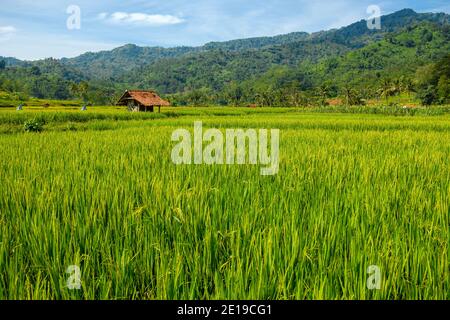 rice fields look very fertile near harvest time. This location is in West Java, Indonesia Stock Photo